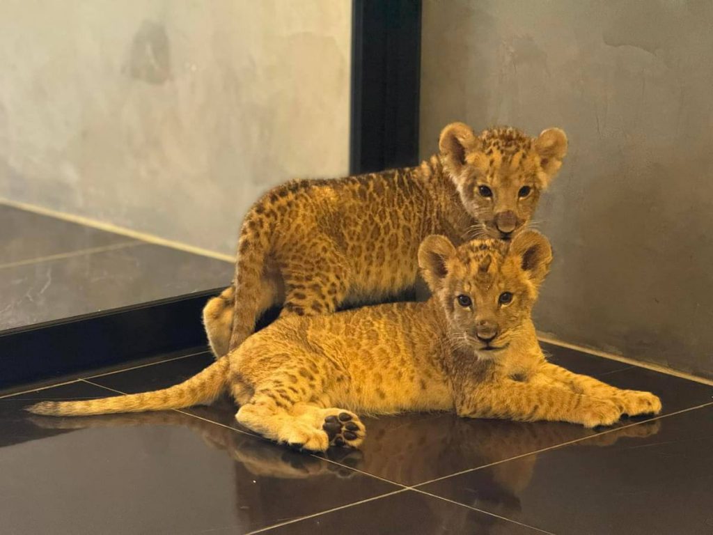 ลูกสิงโตกลายเป็นผู้โดยสารของแอปฯ เรียกรถ Maxim