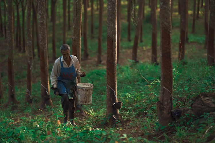 ‘มิชลิน’ ครองอันดับหนึ่งในการประเมินด้านการเปิดเผยข้อมูลต่อสาธารณะของภาคอุตสาหกรรมยางธรรมชาติ